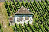 Herbst - Weinlese im/am Kaiserstuhl