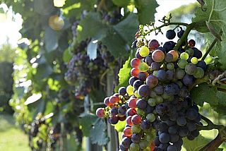 Ganzjährig - Weinverkostung Hotel Kaisertuhl