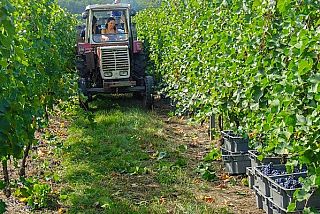 Ganzjährig - Weinverkostung Hotel Kaisertuhl