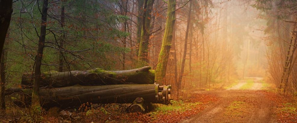 goldener Oktober im Breisgau 