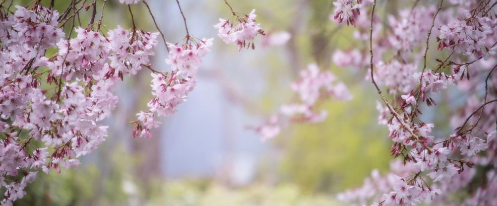 Kirschblüte im Frühling 