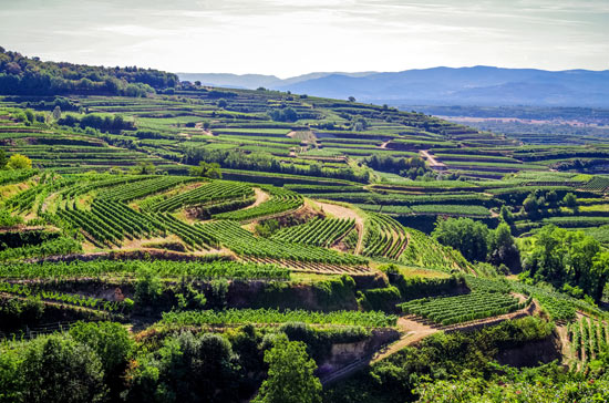 Kaiserstuhl Terrassen